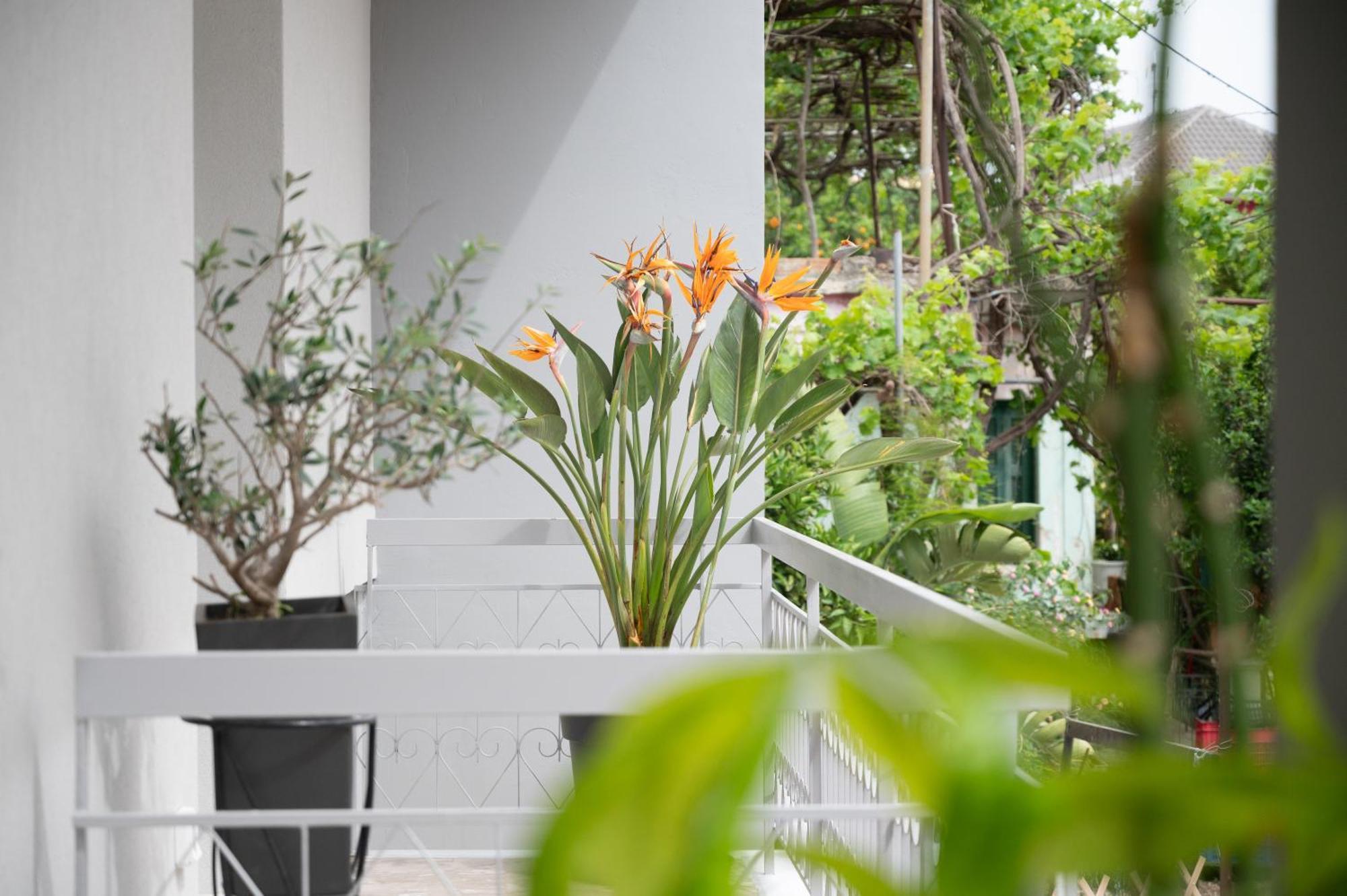 Louisa Luxury Apartments 프레베자 외부 사진
